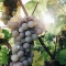 Lendava Grape Harvest